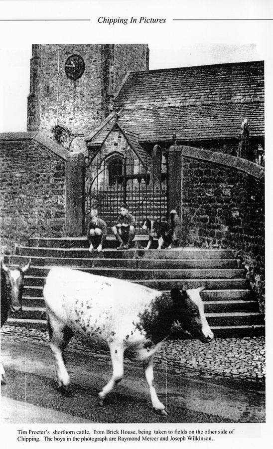 Cows passing St Bartholomew's